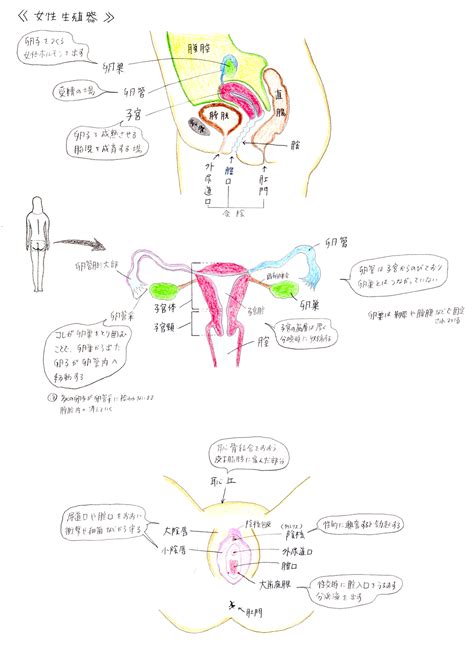 小穴位置|女性の外性器